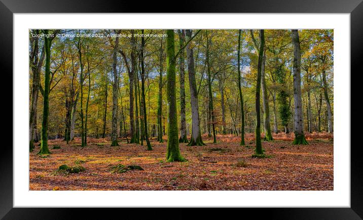 Wonderful Autumn Forest Scene Framed Mounted Print by Derek Daniel