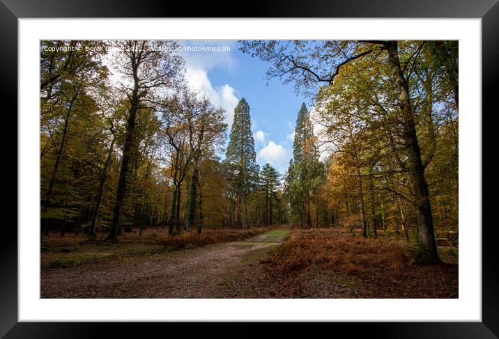 Beautiful Autumn Forest Framed Mounted Print by Derek Daniel