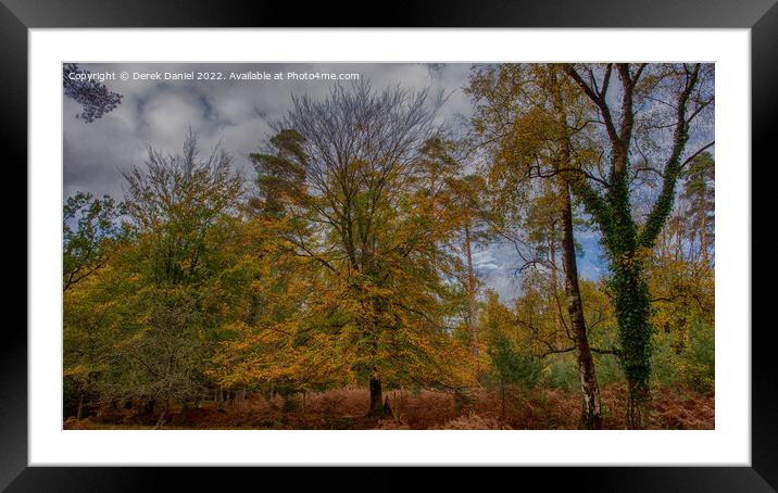 Autumn in the forest Framed Mounted Print by Derek Daniel