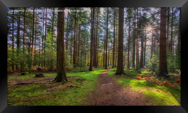 Enchanted Forest Pathway Framed Print by Derek Daniel