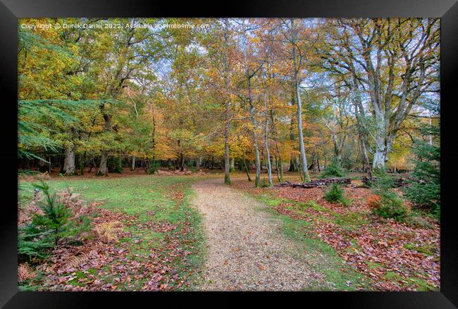 Enchanted Forest Trail Framed Print by Derek Daniel