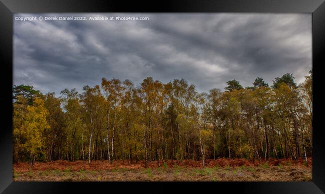 Enchanting Autumn Woods Framed Print by Derek Daniel