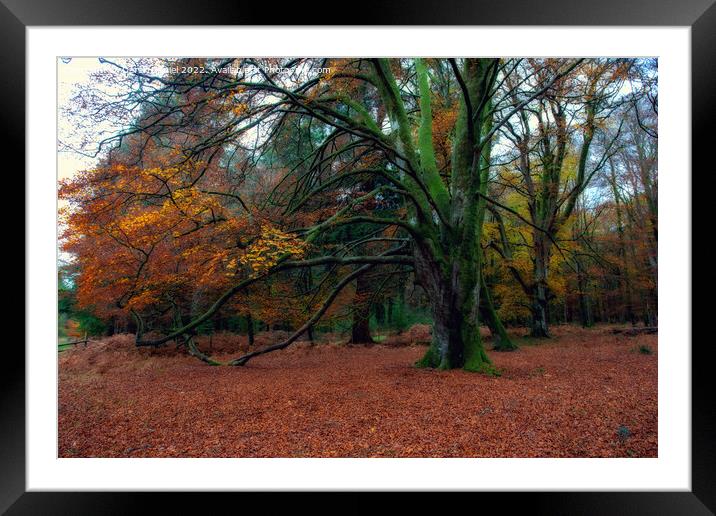 Enchanting Autumn Woodland Framed Mounted Print by Derek Daniel