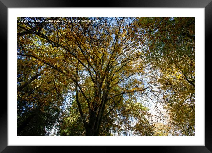 Awe Inspiring view of Autumns beauty Framed Mounted Print by Derek Daniel