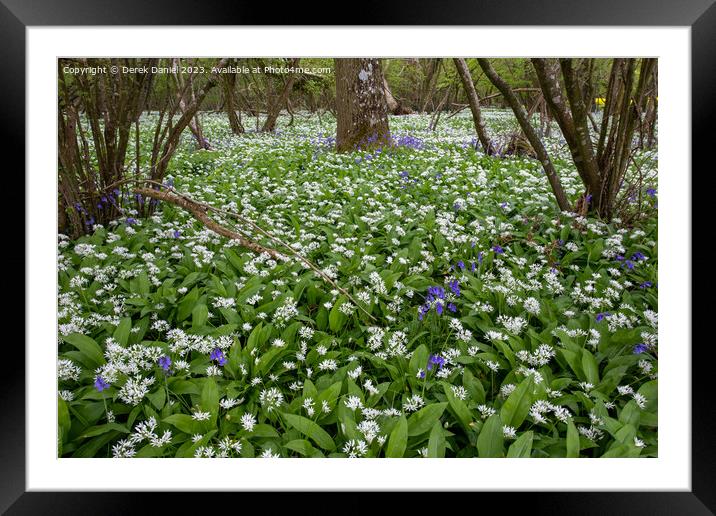 Fragrant Wild Garlic in Enchanting Garston Wood Framed Mounted Print by Derek Daniel