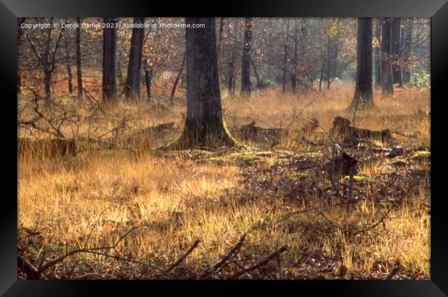 Enchanted Autumn Woodland Framed Print by Derek Daniel