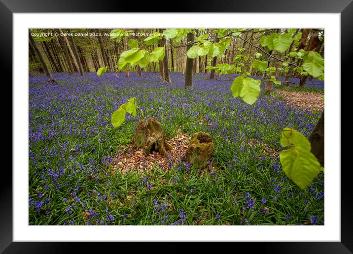 Enchanted Bluebell Forest Framed Mounted Print by Derek Daniel
