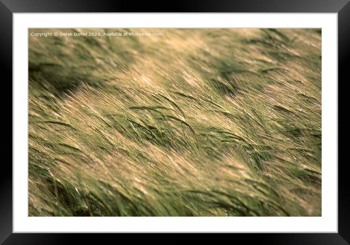 Barley blowing in the wind Framed Mounted Print by Derek Daniel