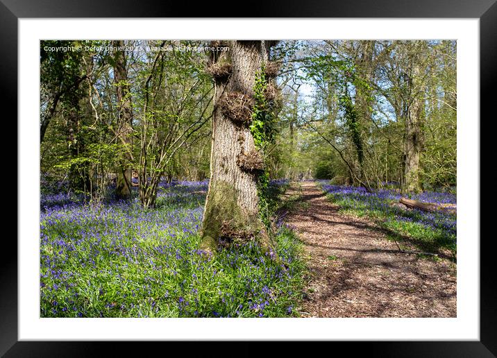 Bluebell Woodland in Pamphill Wood Framed Mounted Print by Derek Daniel