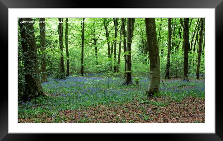 Bluebell Woods Framed Mounted Print by Derek Daniel