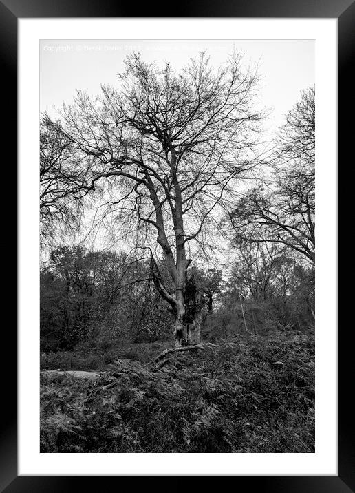 A walk in The New Forest (mono) Framed Mounted Print by Derek Daniel