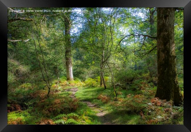 walking through the enchanted forest Framed Print by Derek Daniel