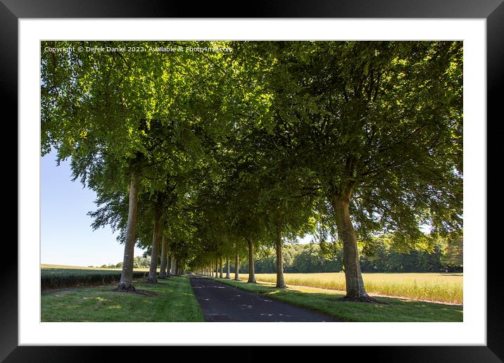 Beech Tree Avenue, Moor Crichel Framed Mounted Print by Derek Daniel