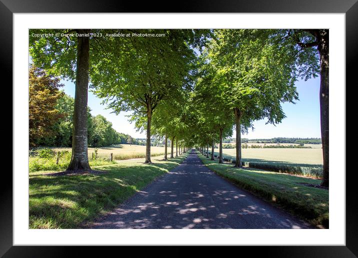 Beech Tree Avenue, Moor Crichel Framed Mounted Print by Derek Daniel