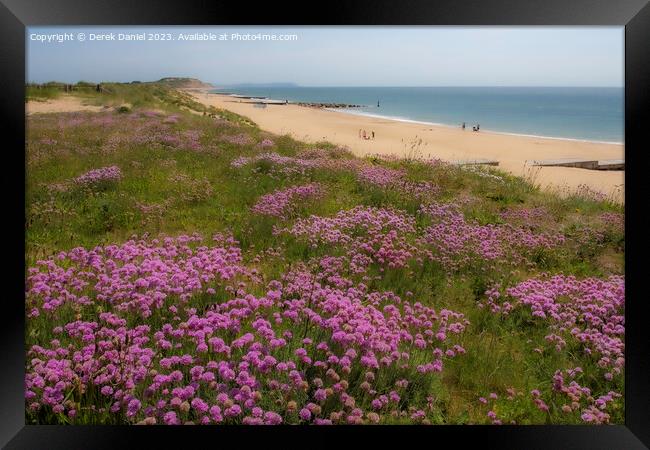 Sea Thrift above Southbourne beach Framed Print by Derek Daniel