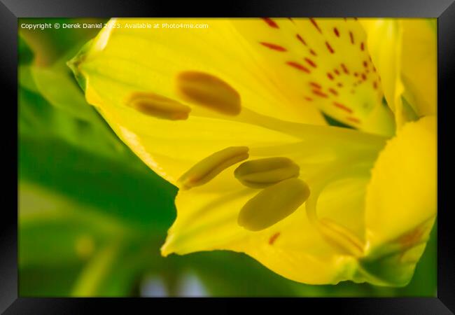 "Radiant Blossom: A Captivating Close-Up of a Gold Framed Print by Derek Daniel