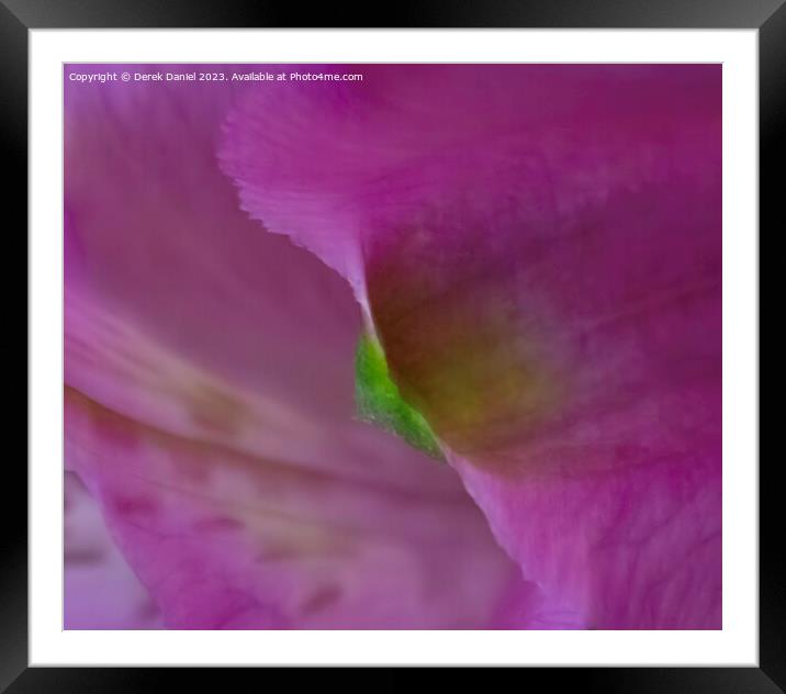Enchanting Symphony of Violet Floral Elegance Framed Mounted Print by Derek Daniel