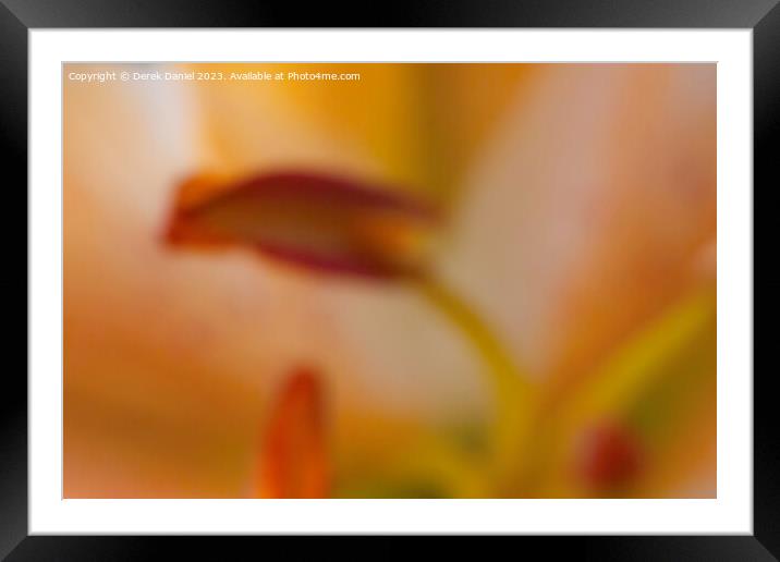 Floral Impressions Unveiled Framed Mounted Print by Derek Daniel