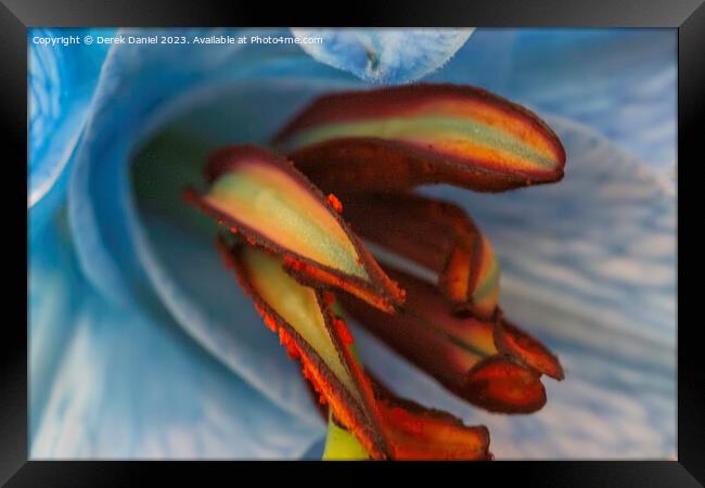Ethereal Lily in Abstract Framed Print by Derek Daniel