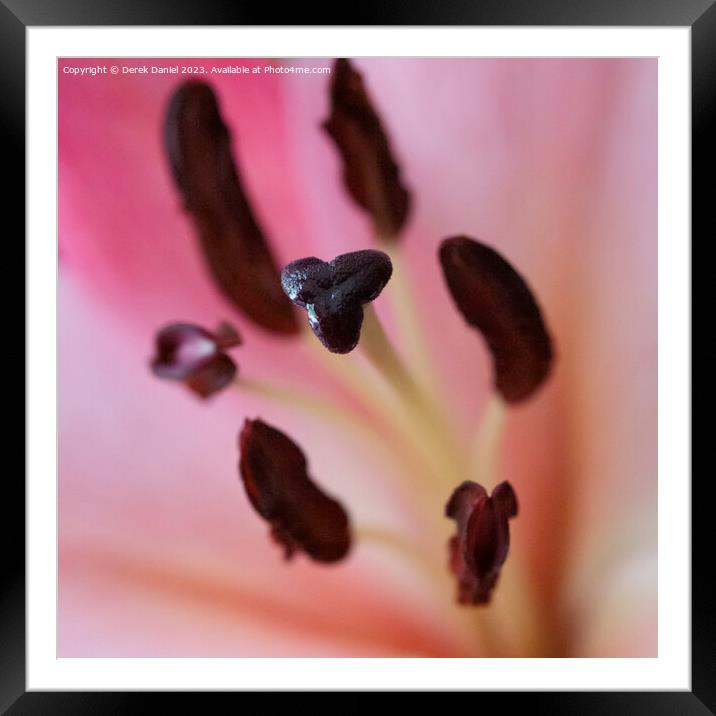 Abstract Flowers Framed Mounted Print by Derek Daniel