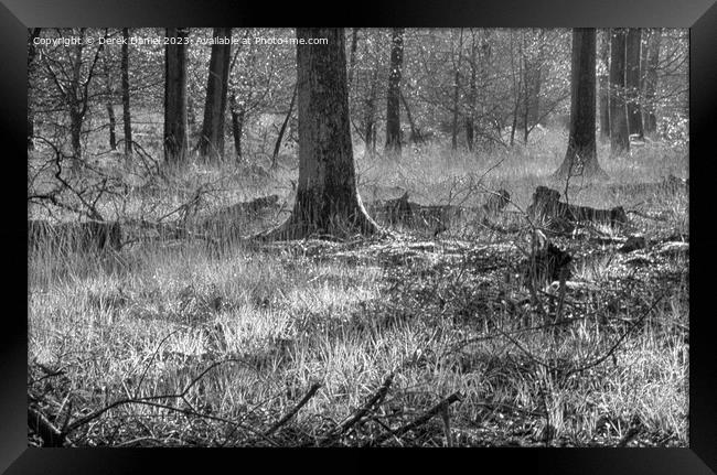 Enchanted Autumn Forest Walk (mono) Framed Print by Derek Daniel