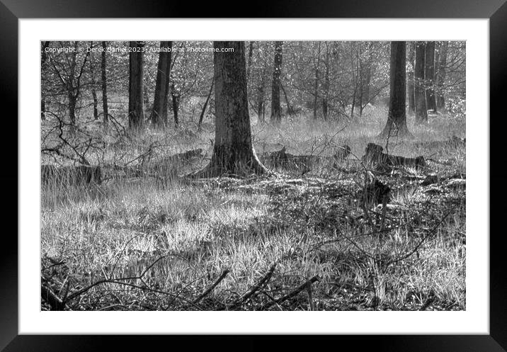 Enchanted Autumn Forest Walk (mono) Framed Mounted Print by Derek Daniel