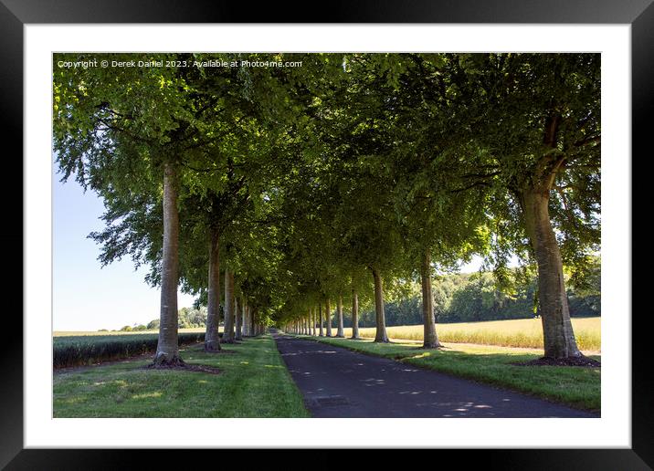 Avenue of Trees, Moor Crichel  Framed Mounted Print by Derek Daniel