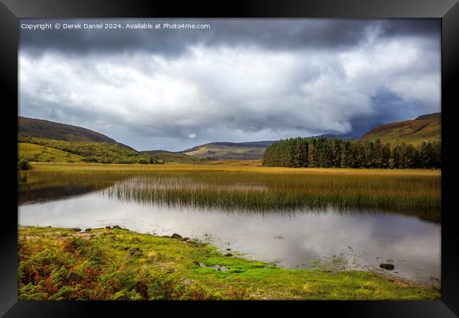 Shimmering Golden Reeds Framed Print by Derek Daniel