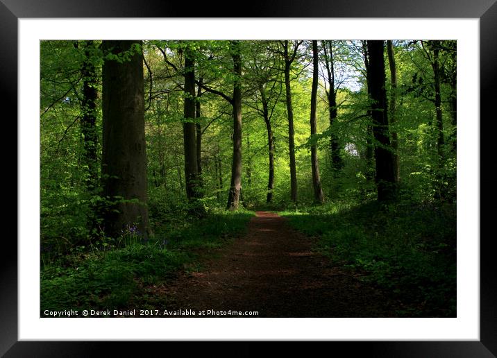 Micheldever Woods Framed Mounted Print by Derek Daniel