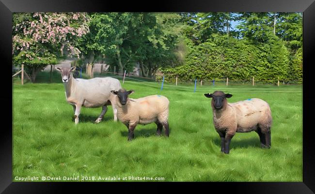3 Sheep Framed Print by Derek Daniel