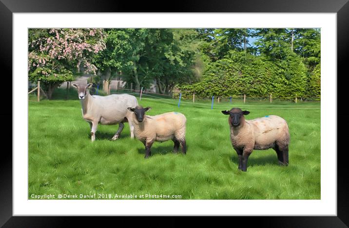 3 Sheep Framed Mounted Print by Derek Daniel