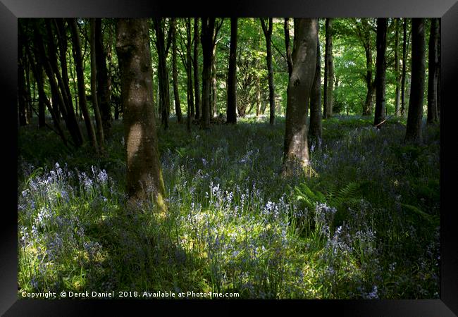 Bluebells Framed Print by Derek Daniel