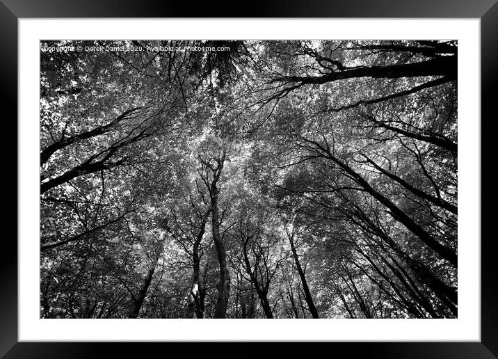 Majestic Canopy of Nature Framed Mounted Print by Derek Daniel