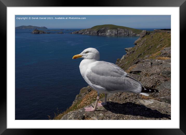 Seagull on the cliffs by Dunmore Head, Ireland Framed Mounted Print by Derek Daniel
