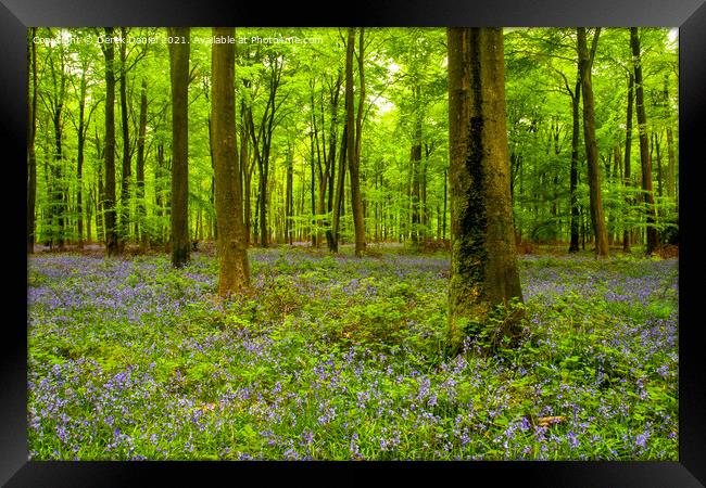 Early morning at the bluebell wood at Micheldever  Framed Print by Derek Daniel