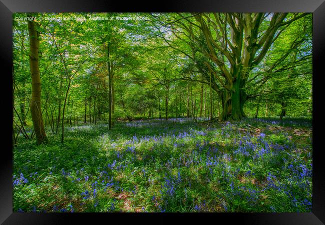 Enchanted Bluebell Forest Framed Print by Derek Daniel