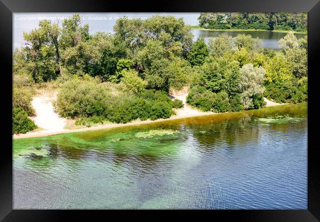 Along the river bank on the surface, the water is covered with a film of blue-green algae. Copy space. Framed Print by Sergii Petruk