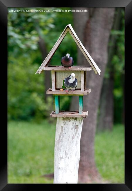 Two pigeons settled in a three-story bird feeder in a city park. Framed Print by Sergii Petruk