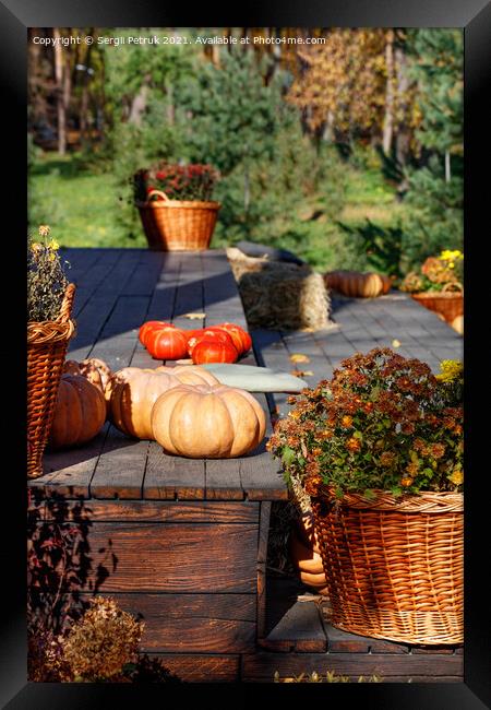 Round pumpkins near baskets of chrysanthemums on a black wooden platform in warm autumn sunlight. Framed Print by Sergii Petruk