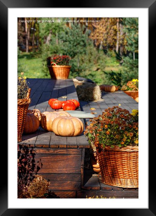 Round pumpkins near baskets of chrysanthemums on a black wooden platform in warm autumn sunlight. Framed Mounted Print by Sergii Petruk