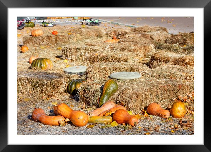 Orange pumpkins lie among sheaves of hay on a playground in an autumn city park. Framed Mounted Print by Sergii Petruk
