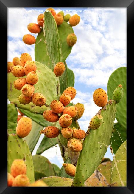 Fruits of a ripe sweet prickly pear cactus against a blue cloudy sky. Framed Print by Sergii Petruk