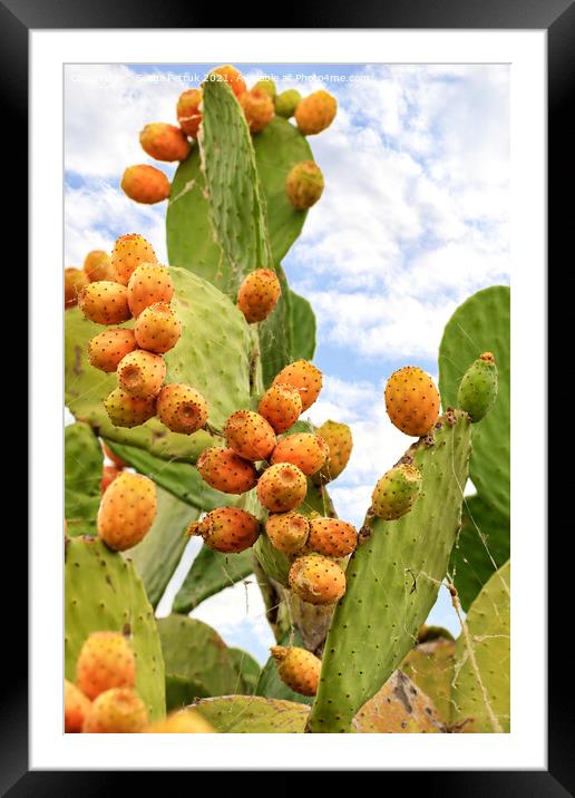 Fruits of a ripe sweet prickly pear cactus against a blue cloudy sky. Framed Mounted Print by Sergii Petruk