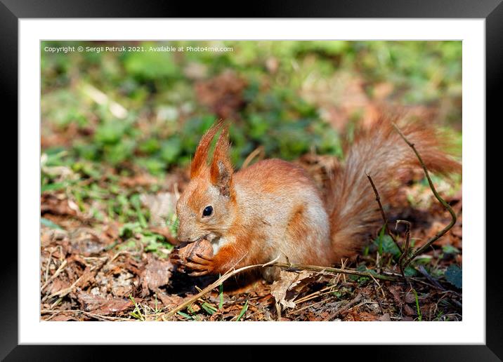 An orange squirrel holds a walnut in its paws and chews it against the background of fallen leaves in blur. Framed Mounted Print by Sergii Petruk