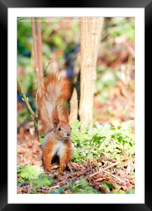 A cautious orange squirrel listens to rustles in the grass and fallen leaves. Framed Mounted Print by Sergii Petruk