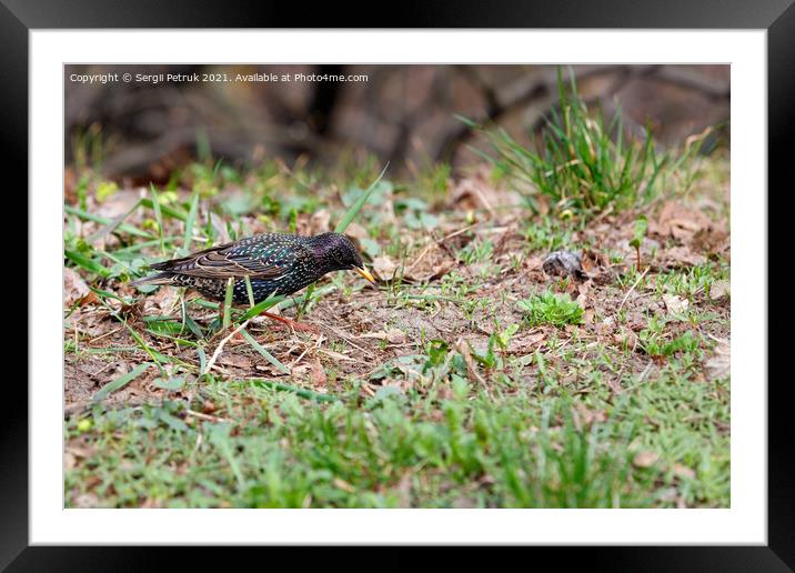 In spring, a starling with a beautiful spotted plumage of a blue-green hue walks against the background of a brown forest litter. Framed Mounted Print by Sergii Petruk