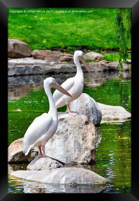 Two large white pelicans perched on stone boulders in the middle of a forest lake. Framed Print by Sergii Petruk
