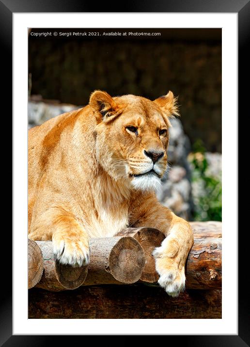 Portrait of a lioness resting on a platform made of wooden logs. Framed Mounted Print by Sergii Petruk