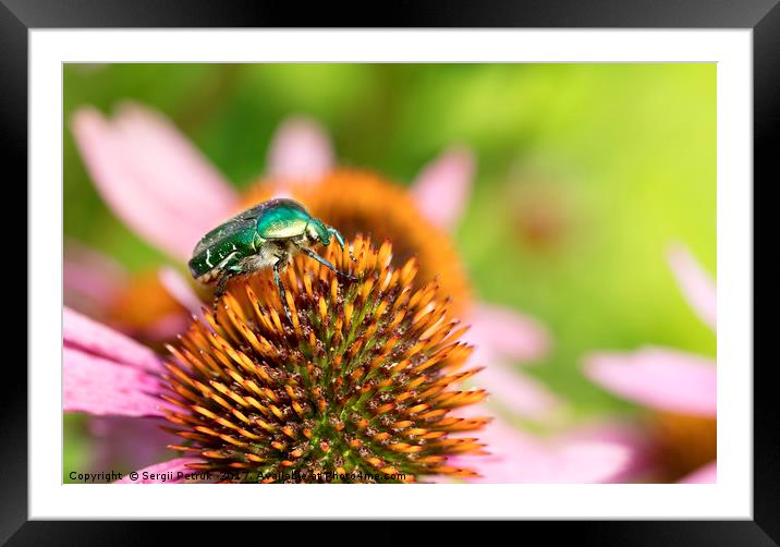 Bright green Chapfer on a flower of Echinacea Framed Mounted Print by Sergii Petruk