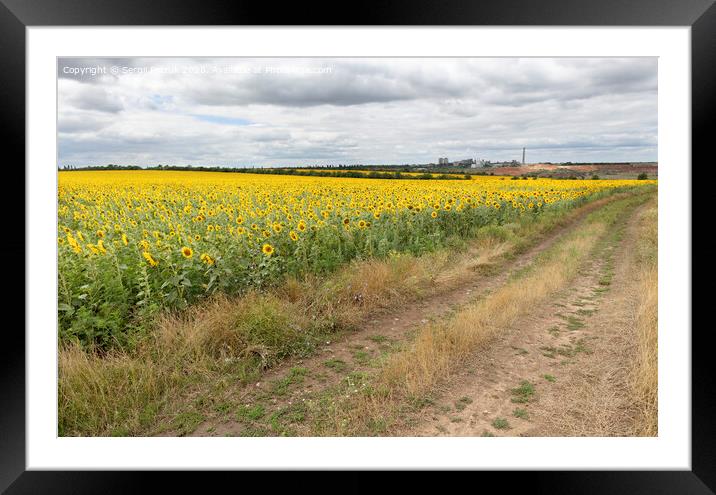 Rural landscape of empty road near sunflower field at summer day. Framed Mounted Print by Sergii Petruk